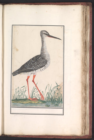 Redshank (Tringa totanus), Anselm Boëtius de Boodt, 1596 - 1610 Canvas Print