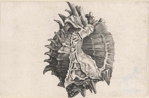 Shell, phyllonotus erythrostomus, Wenceslaus Hollar, 1644 - 1652 Canvas Print