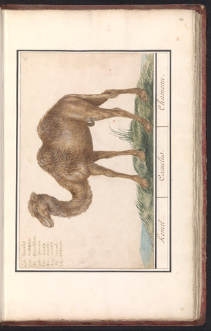 Camel (Camelus ferus bactrianus), Anselmus Boëtius de Boodt, 1596 - 1610 Canvas Print