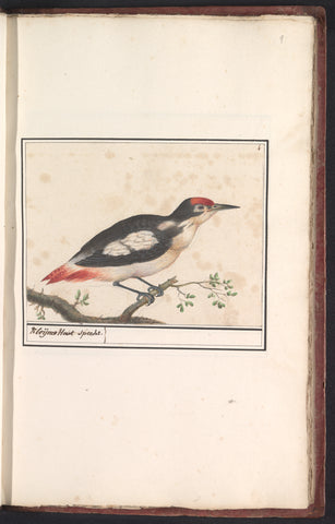 Great spotted woodpecker (Dendrocopos minor), Anselm Boëtius de Boodt, 1596 - 1610 Canvas Print