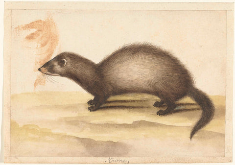 Polecat, anonymous, 1560 - 1585 Canvas Print