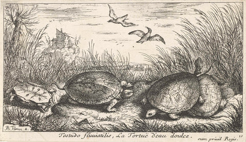 Four freshwater turtles between grass and reeds, Albert Flamen, 1664 Canvas Print