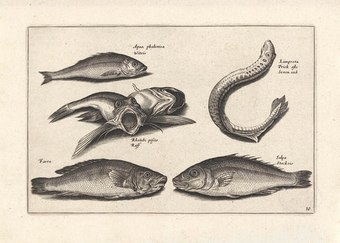 Six fish, anonymous, 1634 Canvas Print