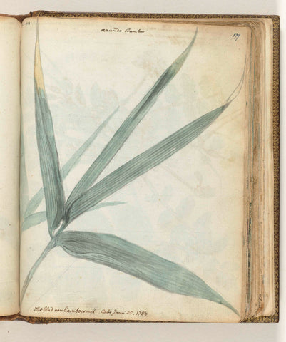 The leaf of bamboo cane, Jan Brandes, 1786 Canvas Print