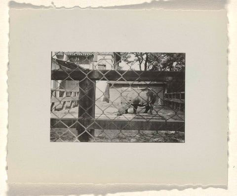 Rhinoceros at Stuttgart Zoo, August 1933, anonymous, 1933 Canvas Print