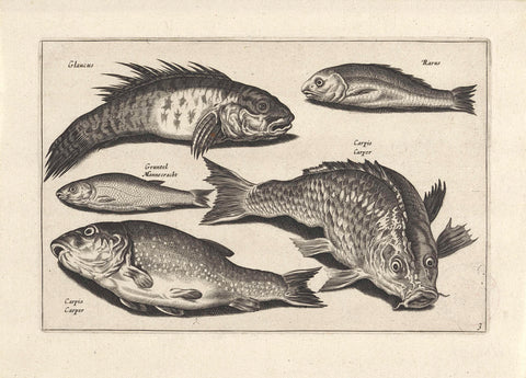 Five fish, anonymous, 1634 Canvas Print