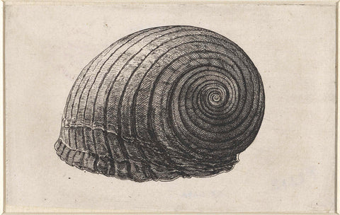 Shell, tonna galea, Wenceslaus Hollar, 1644 - 1652 Canvas Print