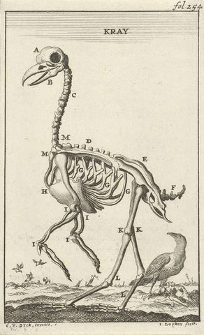 Skeleton of a crow, Jan Luyken, 1680 Canvas Print