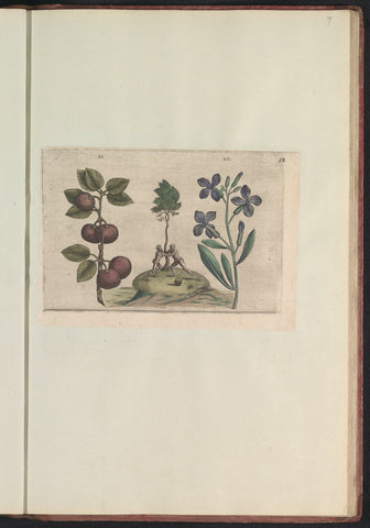 Plum (Prunus) and wallflower (Erysimum cheiri), anonymous, 1640 Canvas Print