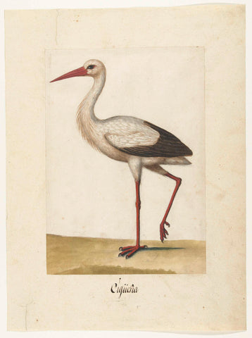 Stork, anonymous, 1560 - 1585 Canvas Print