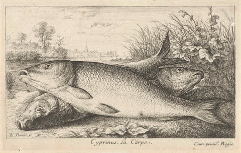 Three carp on a riverbank, Albert Flamen, 1664 Canvas Print