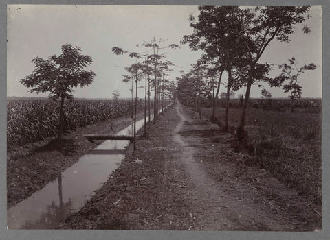 Pad langs suikerriet, anonymous, c. 1900 - 1919 Canvas Print