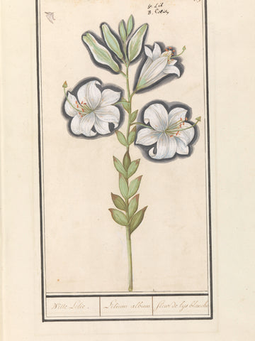 White lily (Lilium candidum), Anselmus Boëtius de Boodt, 1596 - 1610 Canvas Print