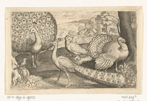 Two peacocks and turkey, Nicolaes de Bruyn, 1594 Canvas Print