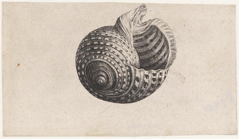 Shell, tonna dolium, Wenceslaus Hollar, 1644 - 1652 Canvas Print