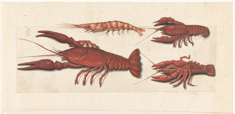 Langoustine, two crayfish and shrimp, anonymous, 1560 - 1585 Canvas Print