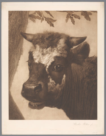 Photo reproduction of detail of painting The Bull by Paulus Potter, coll. Mauritshuis, anonymous, 1902 Canvas Print