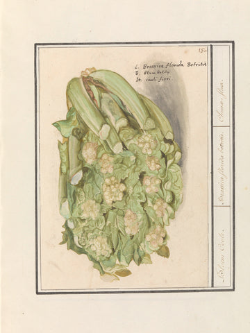 Cauliflower (Brassica oleracea convar. botrytis var. Botrytis), Anselm Boetius de Boodt, 1596 - 1610 Canvas Print