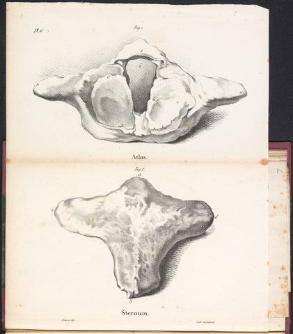 Whale atlas and sternum, 1827, Bossuet, 1828 Canvas Print