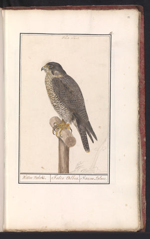 Peregrine Falcon, Anselm Boëtius de Boodt, 1596 - 1610 Canvas Print