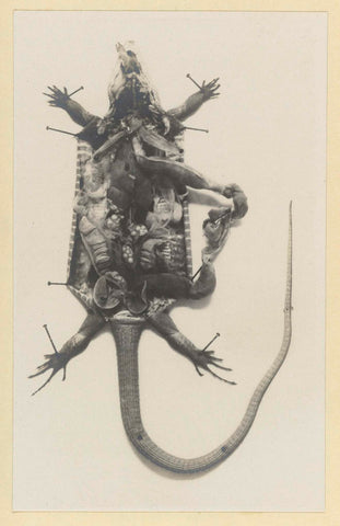 Cut open green lizard with the organs visible, Adolphe Louis Donnadieu, c. 1891 - in or before 1901 Canvas Print