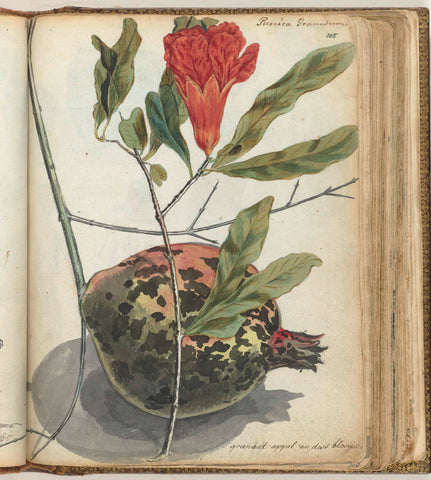 Pomegranate, Jan Brandes, 1779 - 1787 Canvas Print