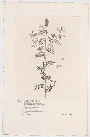 Dalea alopecuroides, Jan Wandelaar, 1738 Canvas Print