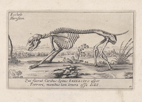 Skeleton of a porcupine, Hendrick Hondius (I), 1625 - 1626 Canvas Print