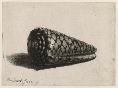 The Shell (Conus marmoreus), Rembrandt van Rijn, 1650 Canvas Print