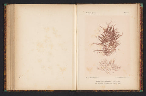 Two types of seaweed, anonymous, c. 1882 - in or before 1892 Canvas Print