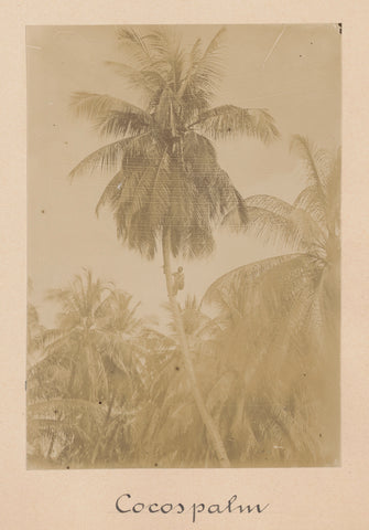 Cocospalm, Eugen Klein (attributed to), 1900 - 1905 Canvas Print