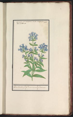 Campanula (Campanula cervicaria), Anselm Boetius de Boodt, 1596- 1610 Canvas Print