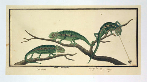 Bradypodion pumilum in three poses (Cape dwarf chameleon), Robert Jacob Gordon (attributed to), 1777 - 1786 Canvas Print