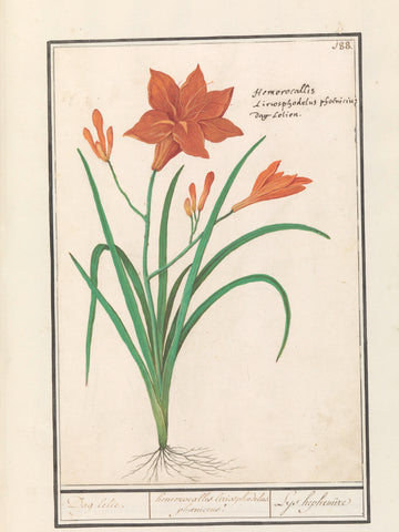 Orange day lily (Hemerocallis), Anselm Boëtius de Boodt, 1596 - 1610 Canvas Print