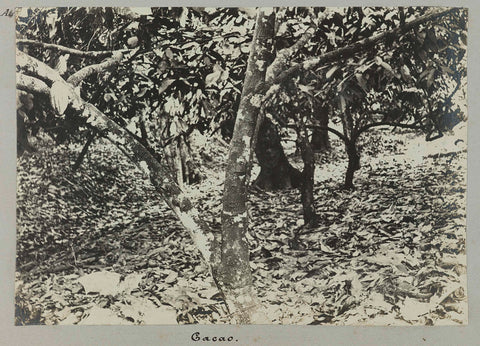 Cacao, Hendrik Doijer (attributed to), 1906 - 1913 Canvas Print