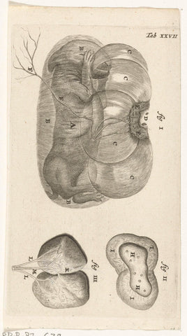 Anatomical depiction of a rabbit fetus in the womb and of the placenta, Hendrik Bary, 1672 Canvas Print