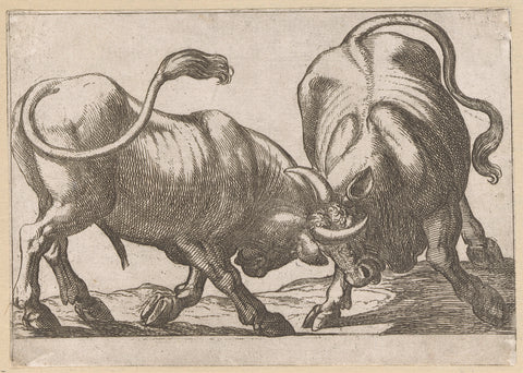 Two fighting bulls, Antonio Tempesta, 1600 Canvas Print