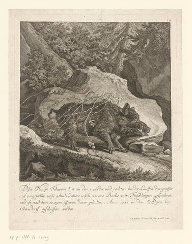 Wild boar caught in a thorn bush, Johann Elias Ridinger, 1742 Canvas Print