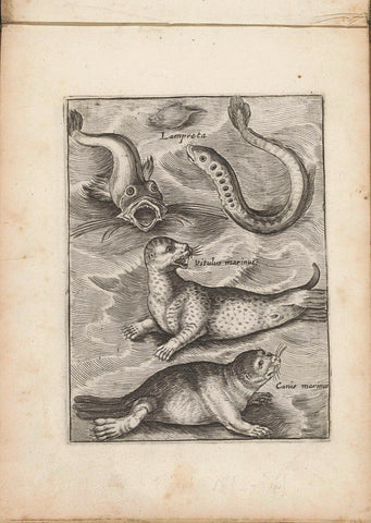 Zeeprik and seals, anonymous, 1635 - 1660 Canvas Print