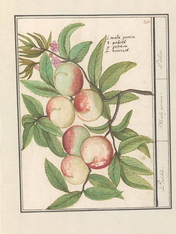 Peaches, Anselmus Boëtius de Boodt, 1596 - 1610 Canvas Print