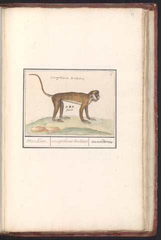 Small white-nosed lake cat (Cercopithecus petaurista), Anselm Boëtius de Boodt, 1596 - 1610 Canvas Print