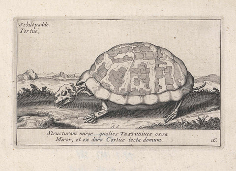 Skeleton of a turtle, Andries Jacobsz. Stock, 1625 - 1626 Canvas Print