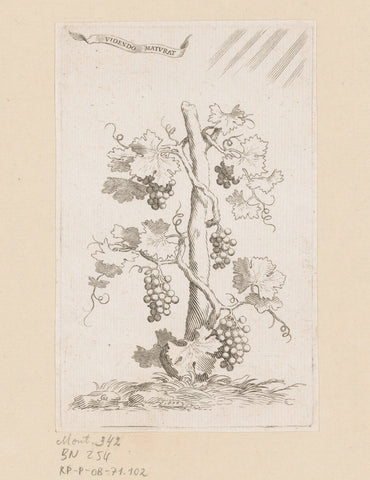 Druivelaar, Claude Mellan, 1677 Canvas Print