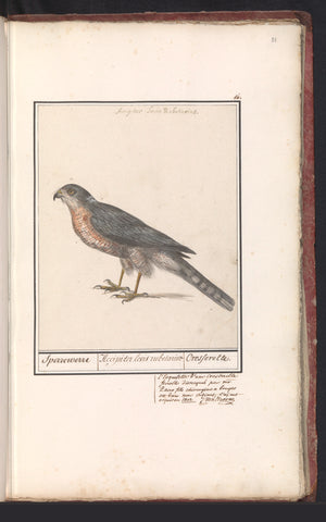 Sparrowhawk (Accipiter nisus), Anselm Boëtius de Boodt, 1596 - 1610 Canvas Print