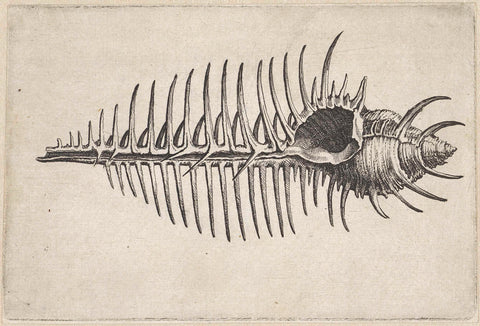 Shell, murex pecten, Wenceslaus Hollar, 1644 - 1652 Canvas Print