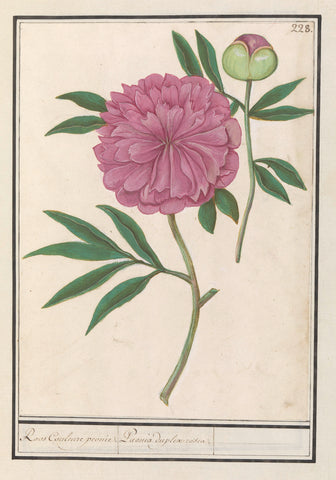 Peony (Paeonia), Anselm Boëtius de Boodt, 1596 - 1610 Canvas Print