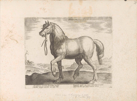 Paard uit Gulik (Juliacus), anonymous, 1624 - before 1648 Canvas Print