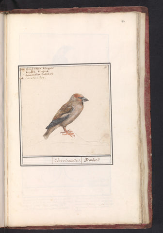 Apple finch (Coccothraustes coccothraustes), Anselm Boëtius de Boodt, 1596 - 1610 Canvas Print