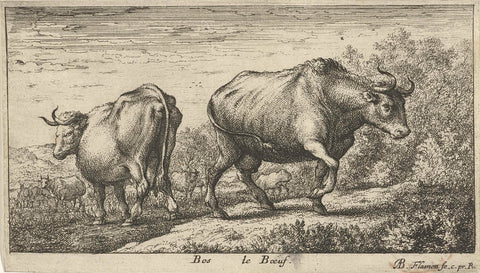 Bulls, Albert Flamen, 1648 - 1691 Canvas Print