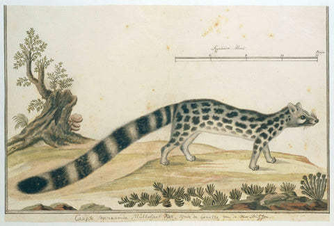 Genetta tigrina (Cape genet), Robert Jacob Gordon, 1777 - 1786 Canvas Print